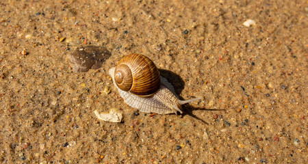 snail on the sand after the rain