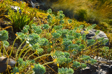 grass on stones as background