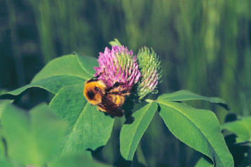 Fat bee find nectar in pink clover close up. Insect on flower with copy space on green blurred background.