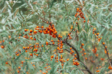Naklejka na ściany i meble Green bush of juicy orange sea-buckthorn berries close up. Berries on branch with copy space. Background with wild fruits of sea buckthorn.