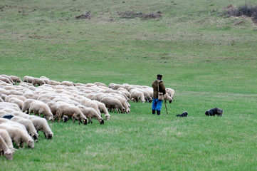 Obraz premium Shepherd with sheep and dogs