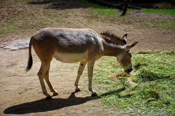 cute donkey's having lunch