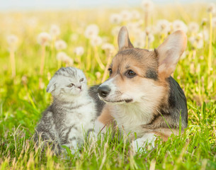 Funny kitten and Pembroke Welsh Corgi puppy lying together on a summer grass