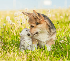 Pembroke Welsh Corgi puppy sniffing a kitten  on a summer grass