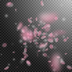 Sakura petals falling down. Romantic pink flowers explosion. Flying petals on transparent square bac