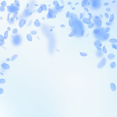 Dark blue flower petals falling down. Valuable romantic flowers falling rain. Flying petal on blue s