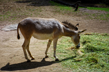 Obraz premium cute donkey's having lunch
