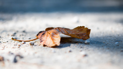 Herbstblatt makro