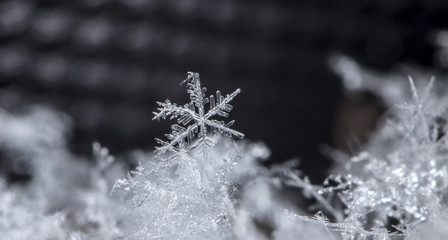 snowflake in the snow, winter