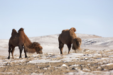 camels Mongolia