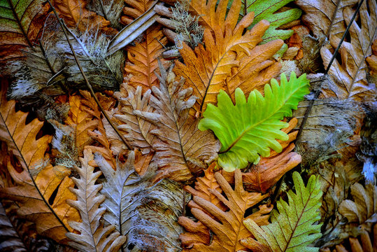 australian basket fern leaves with leaves from green through yellow to grey
