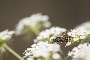Detailed wasps on a white flower during spring