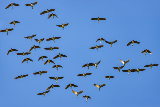 flock of geece against blue sky
