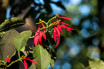 Laos - Flora in Luang Prabang - Tat Kuang Si