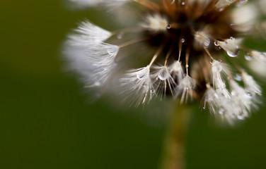 Drops of morning dew on dandelion seeds. Art photo dandelion isolated on the natural blurred background. Closeup. For design, texture, background. Nature.