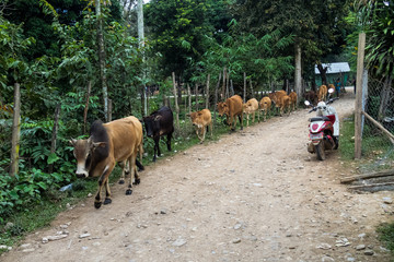 Laos - Viehtrieb in Vang Vieng