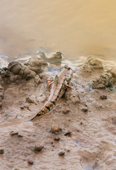 Mudskipper,Amphibious fish,Boleophthalmus boddarti,fish in mangrove forest