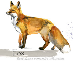 fox hand drawn watercolor illustration 