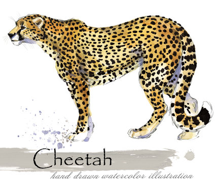 cheetah hand drawn watercolor illustration