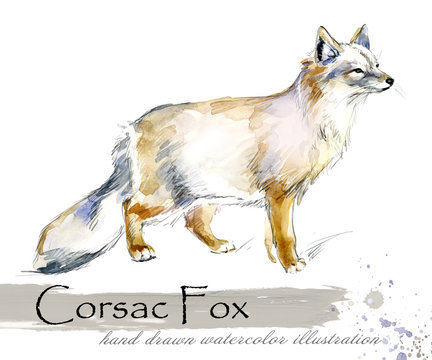 fox hand drawn watercolor illustration 