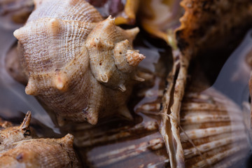 Sea snail,close up