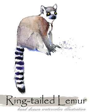 Lemur hand drawn watercolor illustration