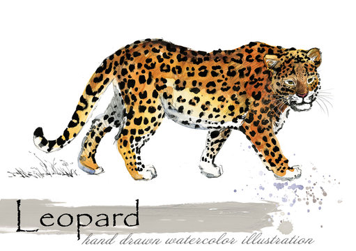 Leopard hand drawn watercolor illustration
