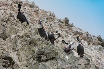 Ballestas Islands, Perù