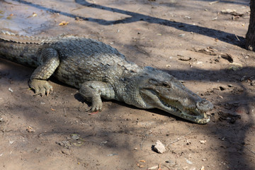 Sacred crocodile, Burkina Faso