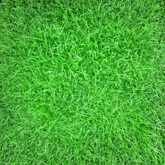 Beautiful green grass texture