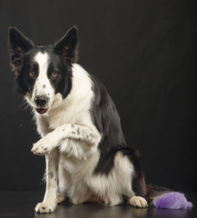 Border Collie Dog on Isolated Black Background in studio