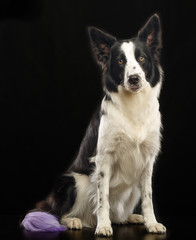 Fototapeta premium Border Collie Dog on Isolated Black Background in studio