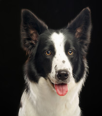 Border Collie Dog on Isolated Black Background in studio