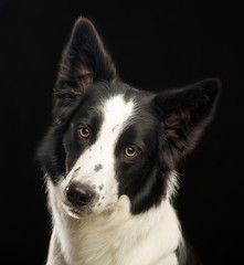 Border Collie Dog on Isolated Black Background in studio
