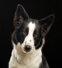 Border Collie Dog on Isolated Black Background in studio