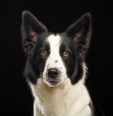 Fototapeta premium Border Collie Dog on Isolated Black Background in studio