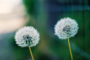 dandelion on green background of blue sky