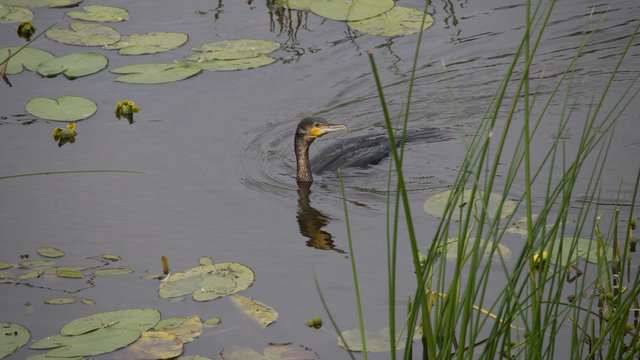 Great Cormorant In Holland fishing resting en drying .