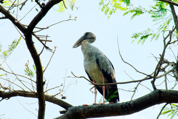 Gray Heron (Egret, Bittern) standing on a big tree and looking for  victim with blue sky.