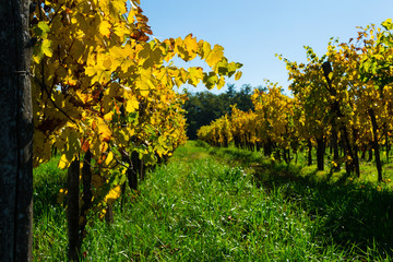Fototapeta na wymiar yellow grape leaves at vinery, october
