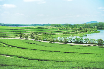 Green tea plantation terraces and pond at mountain with blue sky.