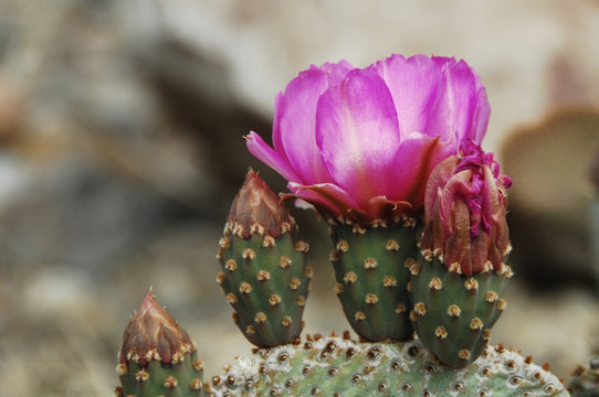 Beavertail Cactus Flowers, Silurian Hills, Mojave Desert, California 