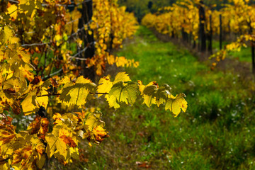 yellow grape leaves at vinery, october