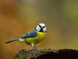 Naklejka premium The blue tit (Cyanistes caeruleus)