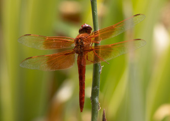 dragonfly resting elsewhere
