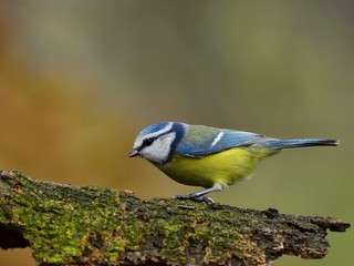Fototapeta premium The blue tit (Cyanistes caeruleus)