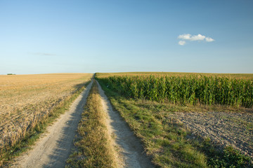 Fototapeta na wymiar Country road and corn field
