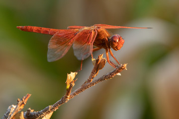 dragonfly resting