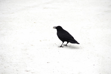 Crow on a white background