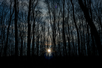 Forest by night